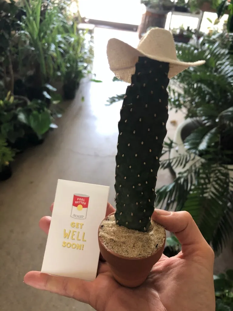 Cacti Hats